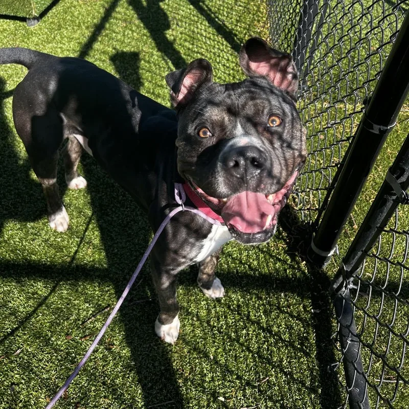 An adult large-sized male Black Mixed Breed dog named Aladdin for adoption in Winston-Salem, NC