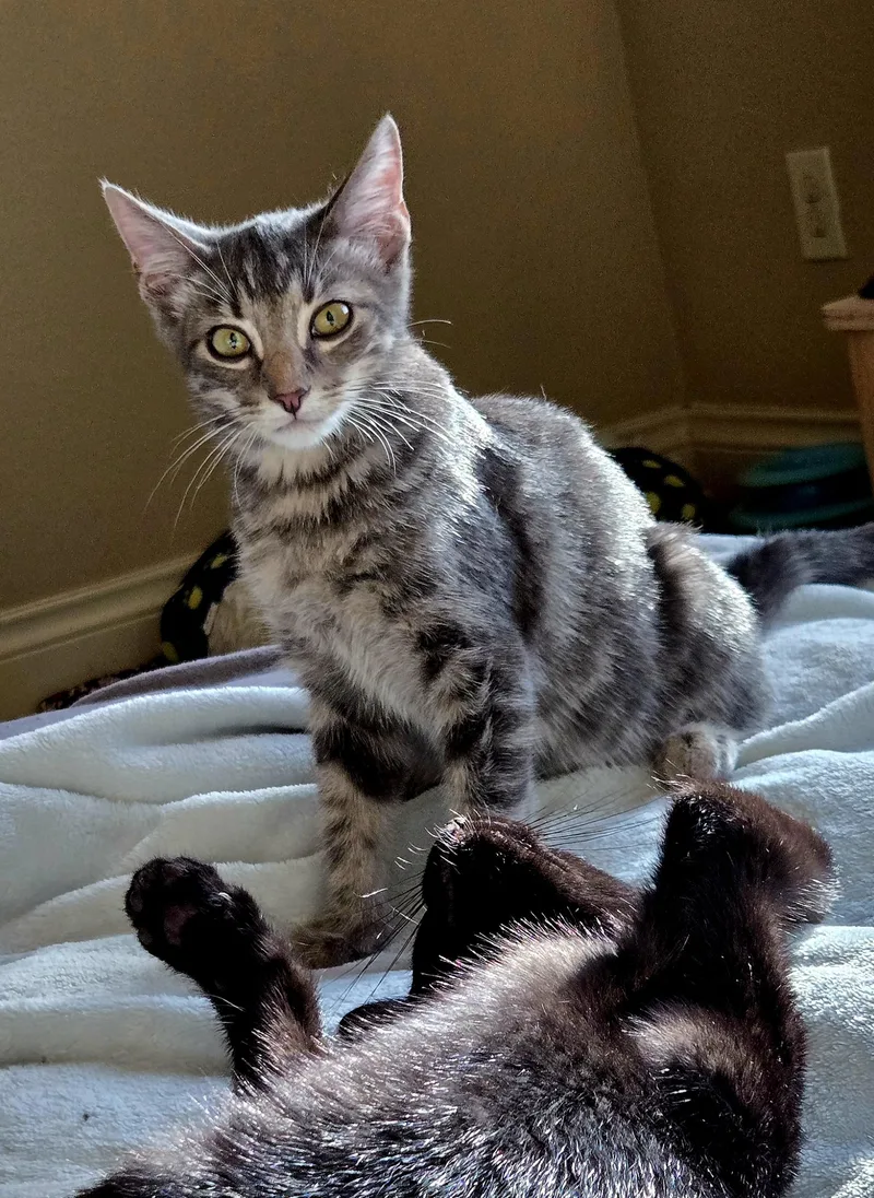 A baby medium-sized male Tabby (Gray / Blue / Silver) Domestic Short Hair cat named Barong for adoption in Houston, TX