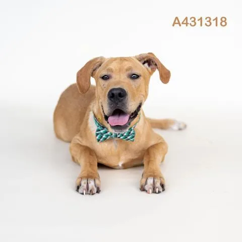A young large-sized male Labrador Retriever dog named Jack for adoption in Conroe, TX