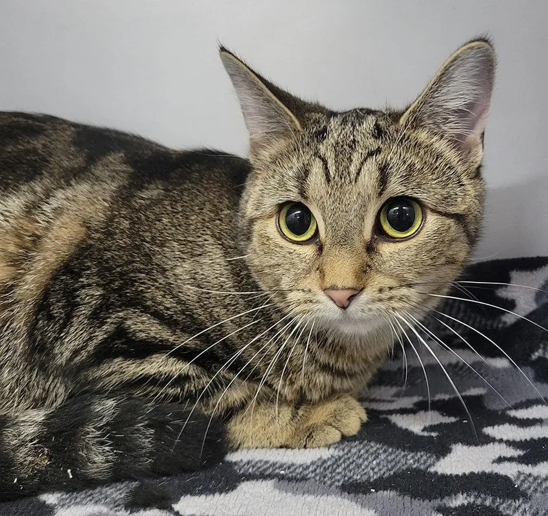 An adult medium-sized female Tabby cat named Parcel for adoption in Cuyahoga Falls, OH