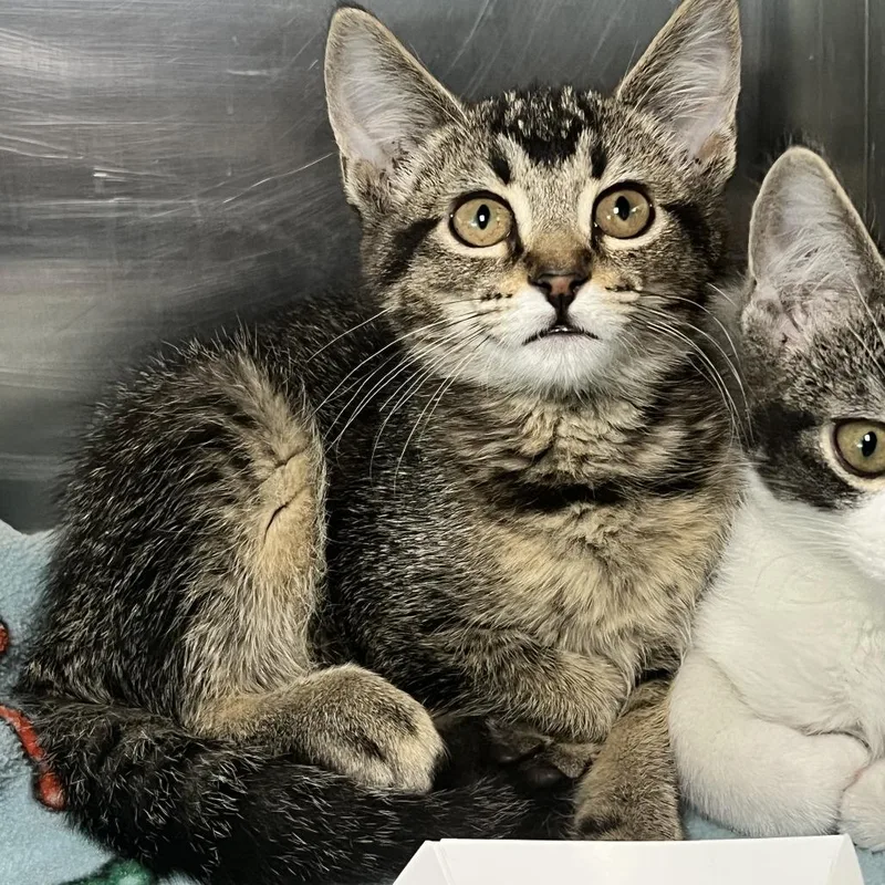 A baby small-sized female Brown / Chocolate Domestic Short Hair cat named Sailor Moon for adoption in Matteson, IL