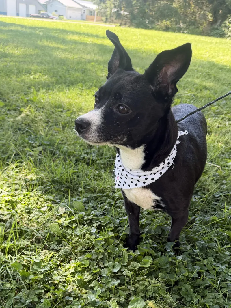 An adult small-sized female Black Jack Russell Terrier dog named Precious Angel for adoption in Upper Sandusky, OH