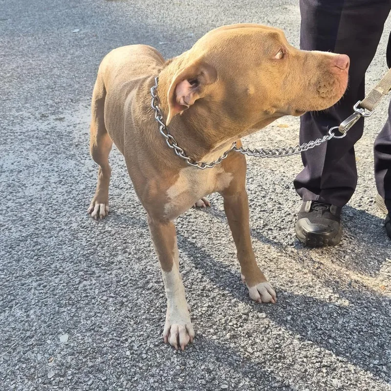 A young medium-sized female Yellow / Tan / Blond / Fawn Mixed Breed dog named StrayAdairCourt for adoption in Columbus, GA