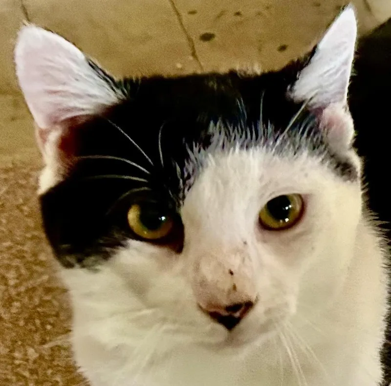 An adult large-sized male Black & White / Tuxedo Domestic Short Hair cat named Cowboy Great Cat! for adoption in Franklin, WV