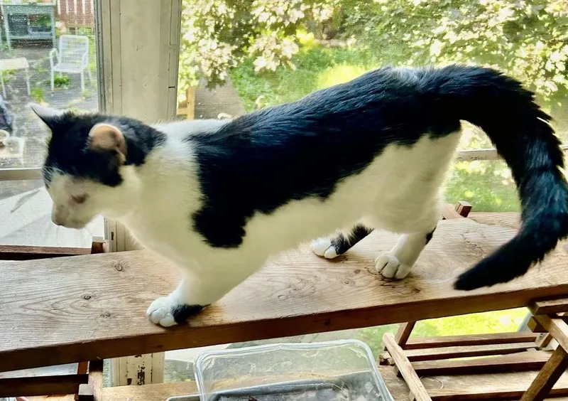 Cowboy Great Cat! thumbnail 3