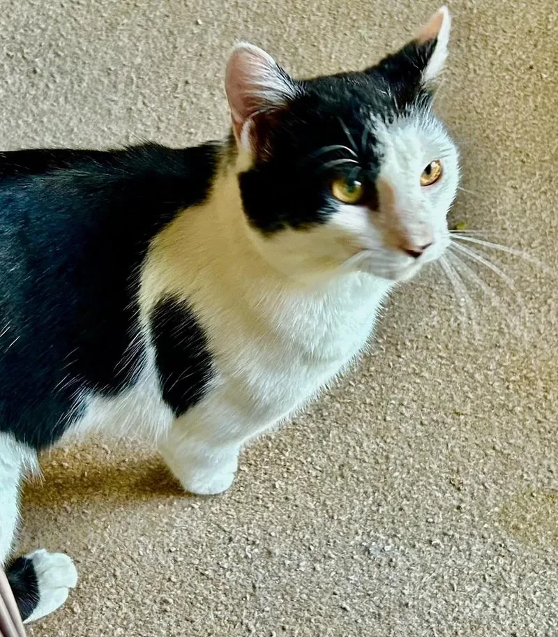 Cowboy Great Cat! thumbnail 4