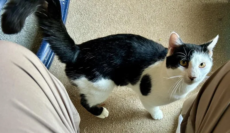 Cowboy Great Cat! thumbnail 5