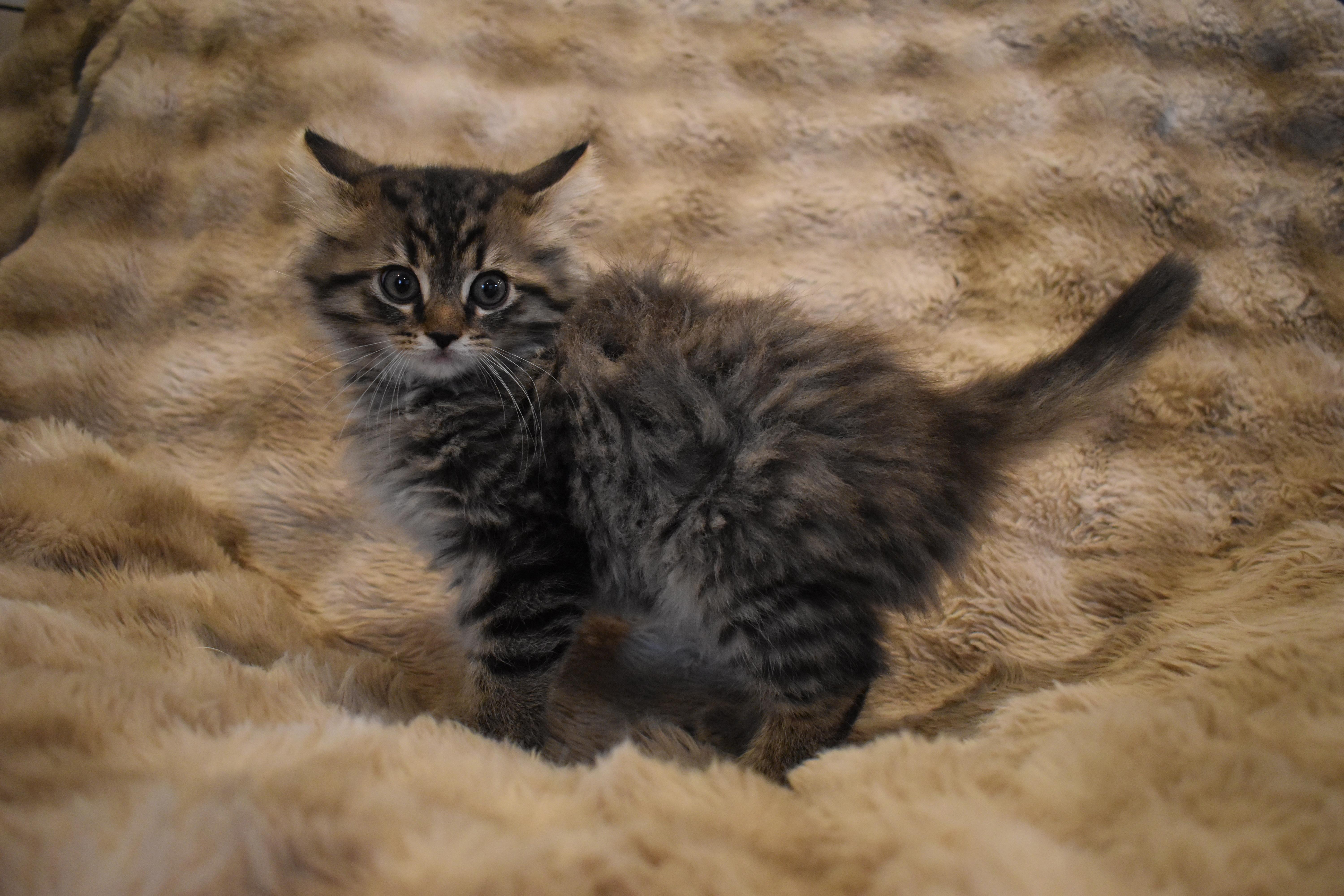 A baby small-sized female Tabby (Gray / Blue / Silver) Domestic Long Hair cat named Sage for adoption in Brockport, NY