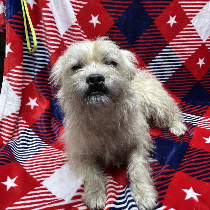 An adult medium-sized male Lhasa Apso dog named Fuz for adoption in Rossford, OH