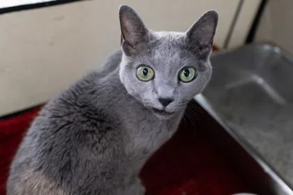An adult medium-sized female Domestic Short Hair cat named Leia for adoption in Ringoes, NJ