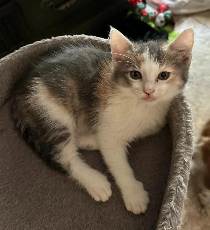 A baby small-sized female Calico cat named Liberty for adoption in Urbandale, IA