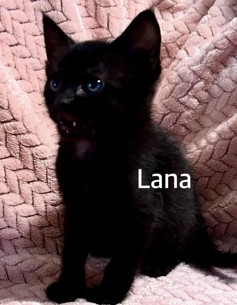A baby medium-sized female Black Domestic Short Hair cat named Lana for adoption in Owasso, OK