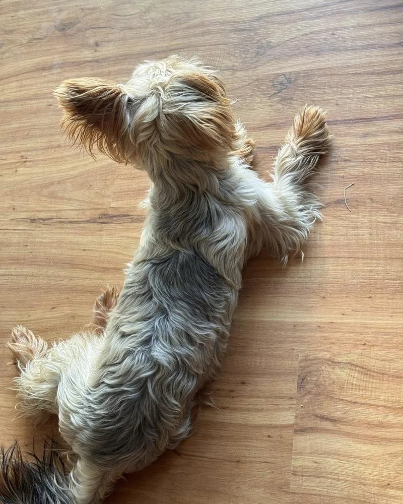 A young small-sized male Yorkshire Terrier dog named Baxter for adoption in Mesquite, TX