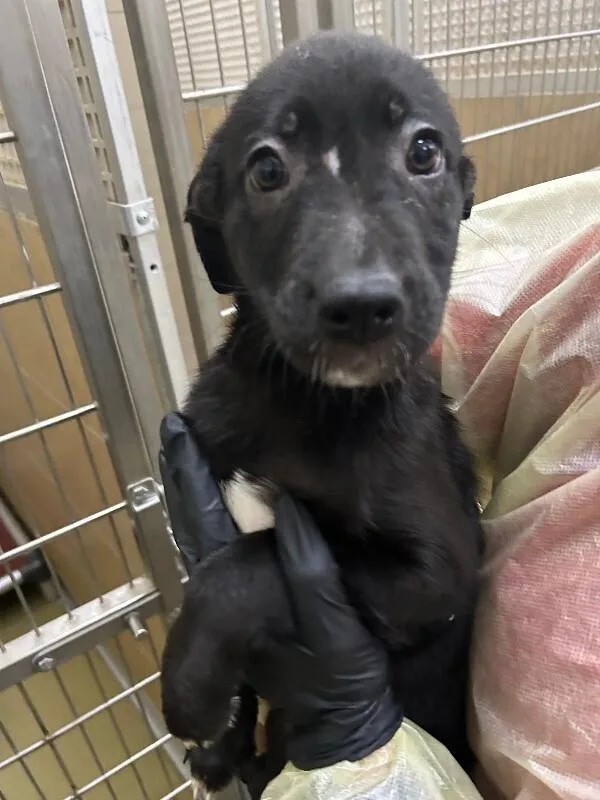 A young small-sized female Brown / Chocolate Mixed Breed dog named Sagira for adoption in Hobbs, NM