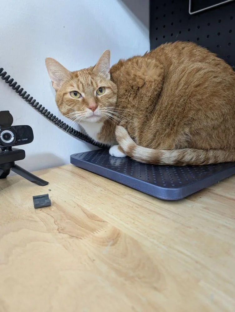 An adult medium-sized male Orange & White Domestic Short Hair cat named Oliver Twist for adoption in Anoka, MN