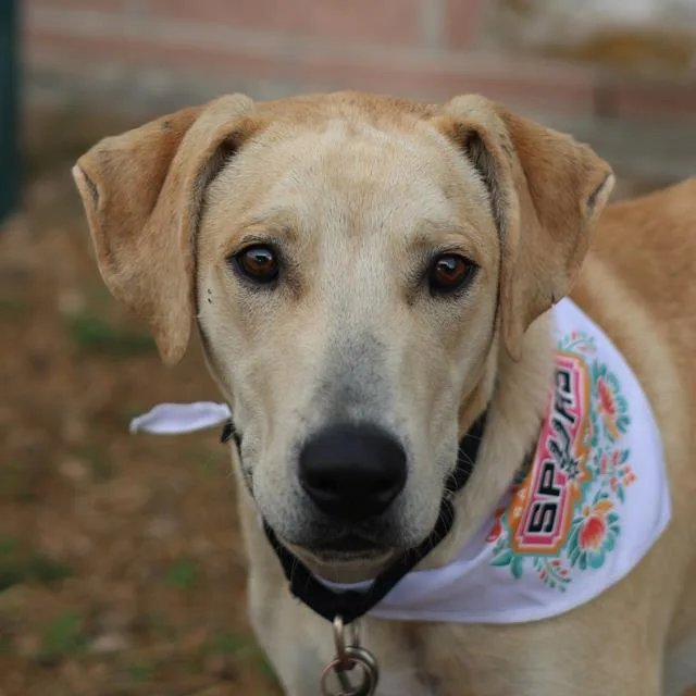 A young large-sized male Labrador Retriever dog named Moose for adoption in San Antonio, TX