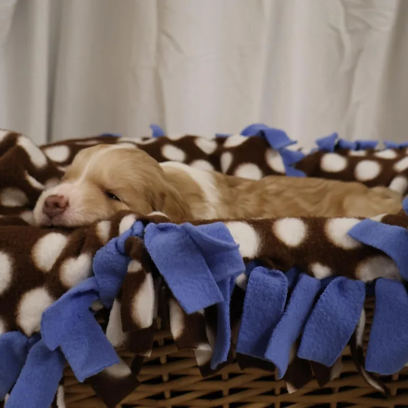 A baby medium-sized male Brown / Chocolate Mixed Breed dog named Dak for adoption in Saint Charles, MO