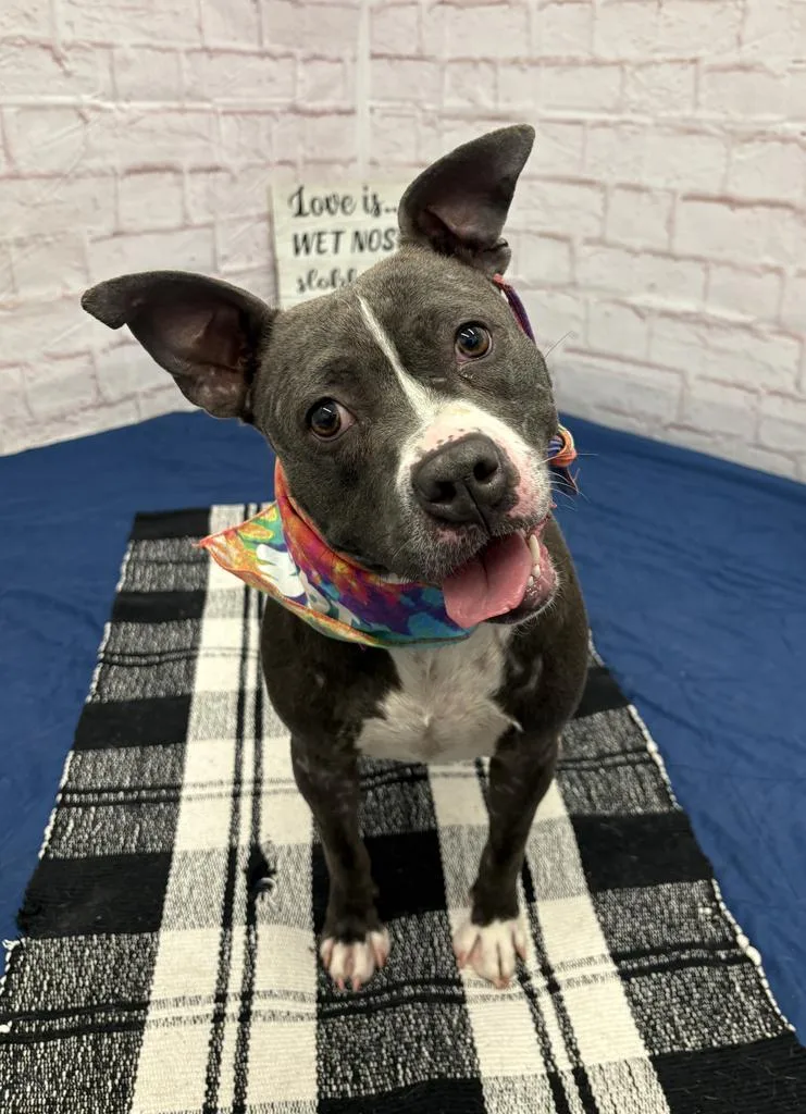 A young medium-sized female Mixed Breed dog named Momdebra for adoption in Detroit, MI