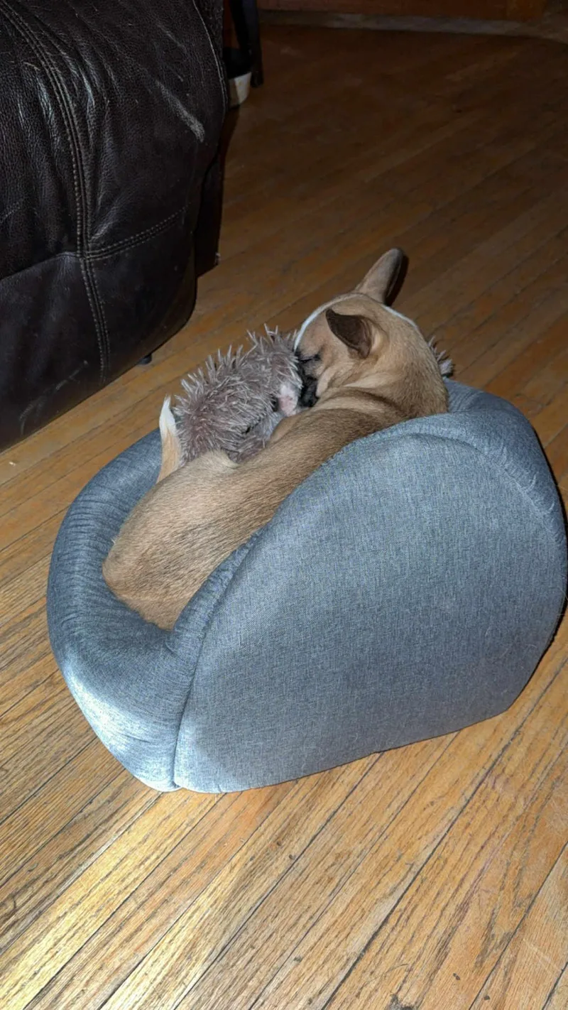 Butterball thumbnail 2