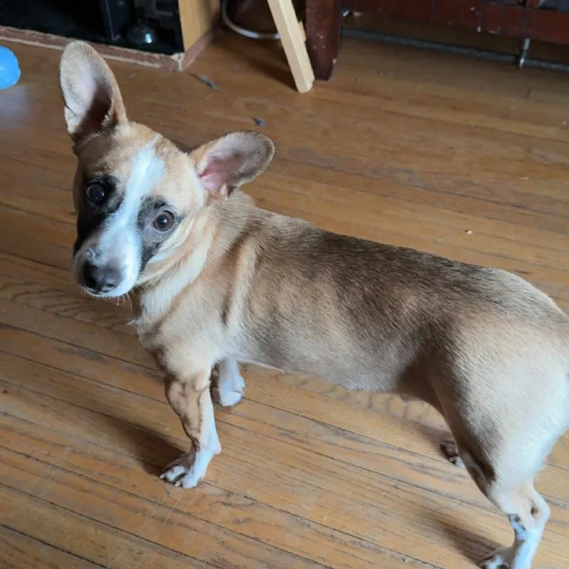 Butterball thumbnail 3