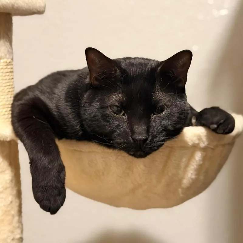 Junior