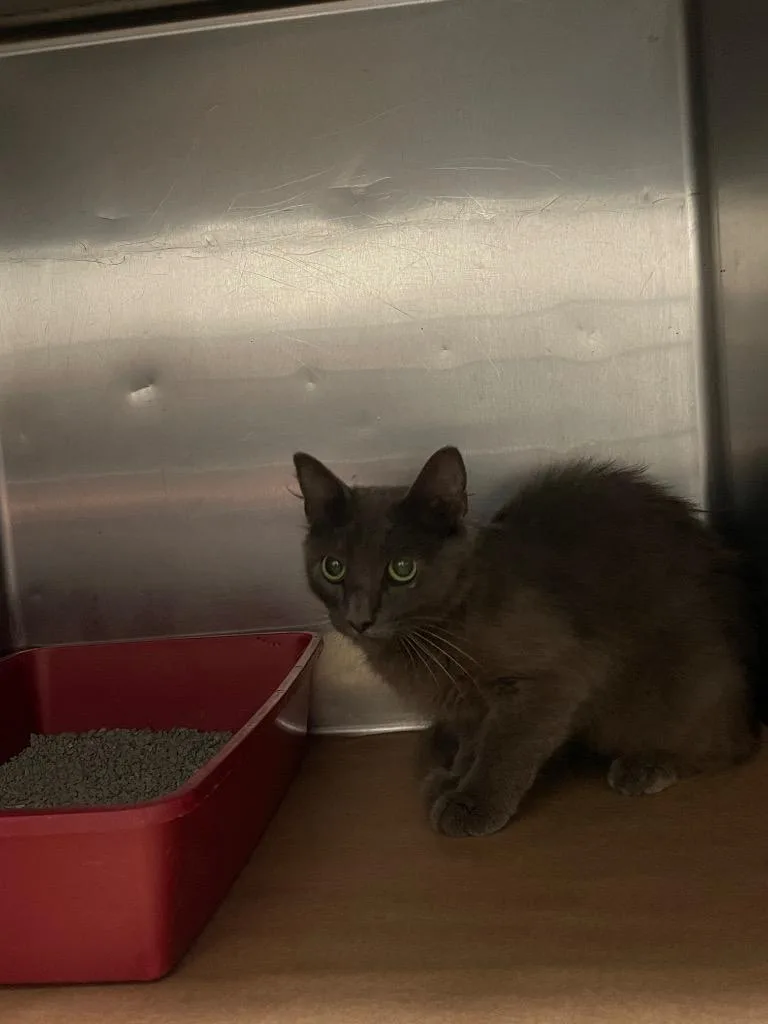 A young large-sized male Domestic Short Hair cat named Gator for adoption in Cartersville , GA