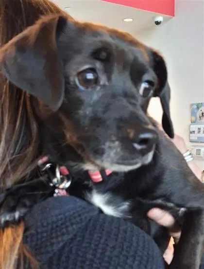 An adult small-sized female Mixed Breed dog named Gypsy Girl for adoption in West Chester, PA