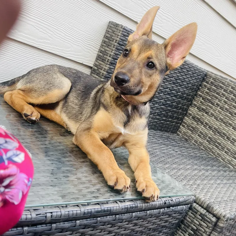 A baby medium-sized female Bicolor German Shepherd Dog dog named Moochi for adoption in Houston, TX