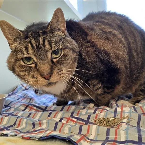 A senior extra large-sized male Tabby (Brown / Chocolate) Domestic Short Hair cat named Rhinto for adoption in Prince Frederick, MD