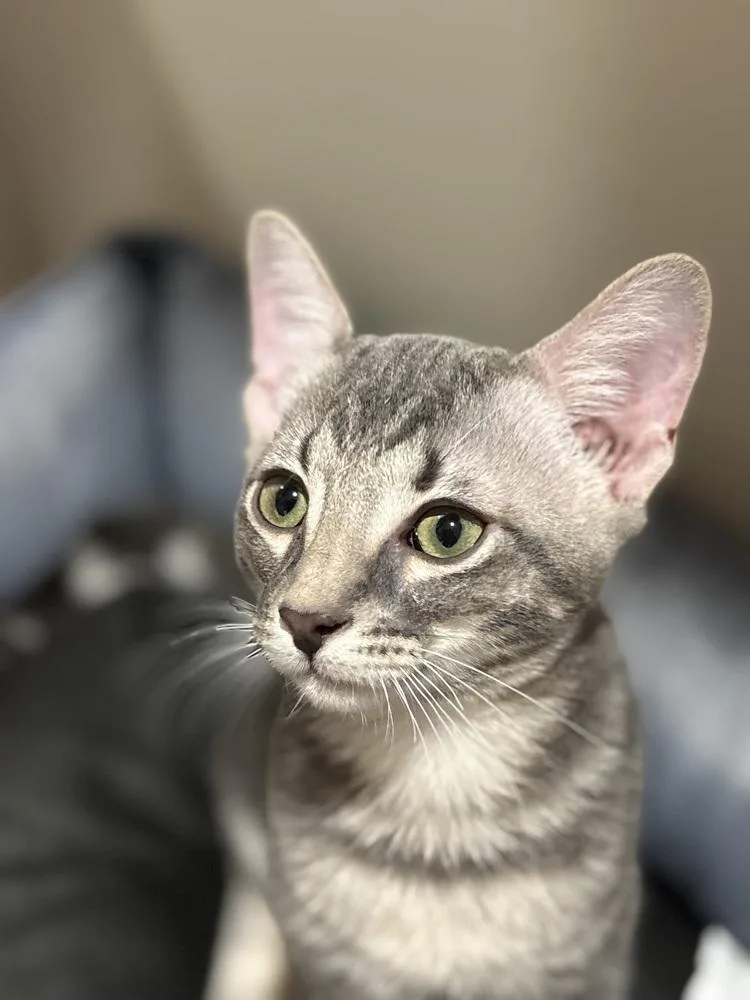 Theodore thumbnail 4