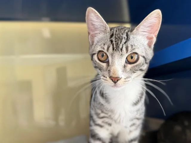 A baby small-sized male Domestic Short Hair cat named Sultan for adoption in Santa Rosa, CA