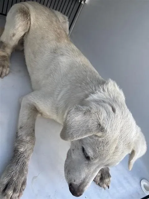A baby medium-sized male Labrador Retriever dog named A for adoption in Houston, TX