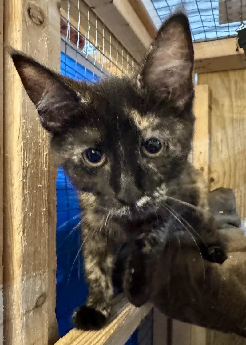 A young medium-sized female Domestic Short Hair cat named Suzu for adoption in Centerville, GA