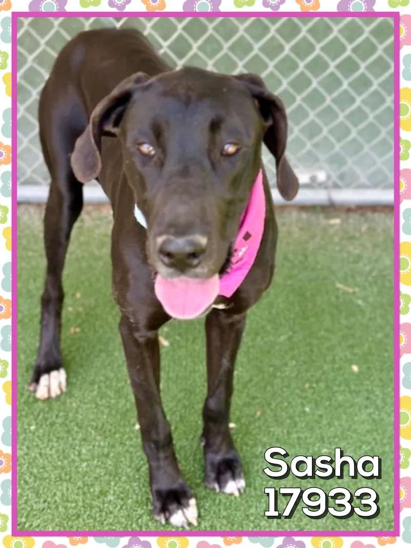 Sasha thumbnail 4