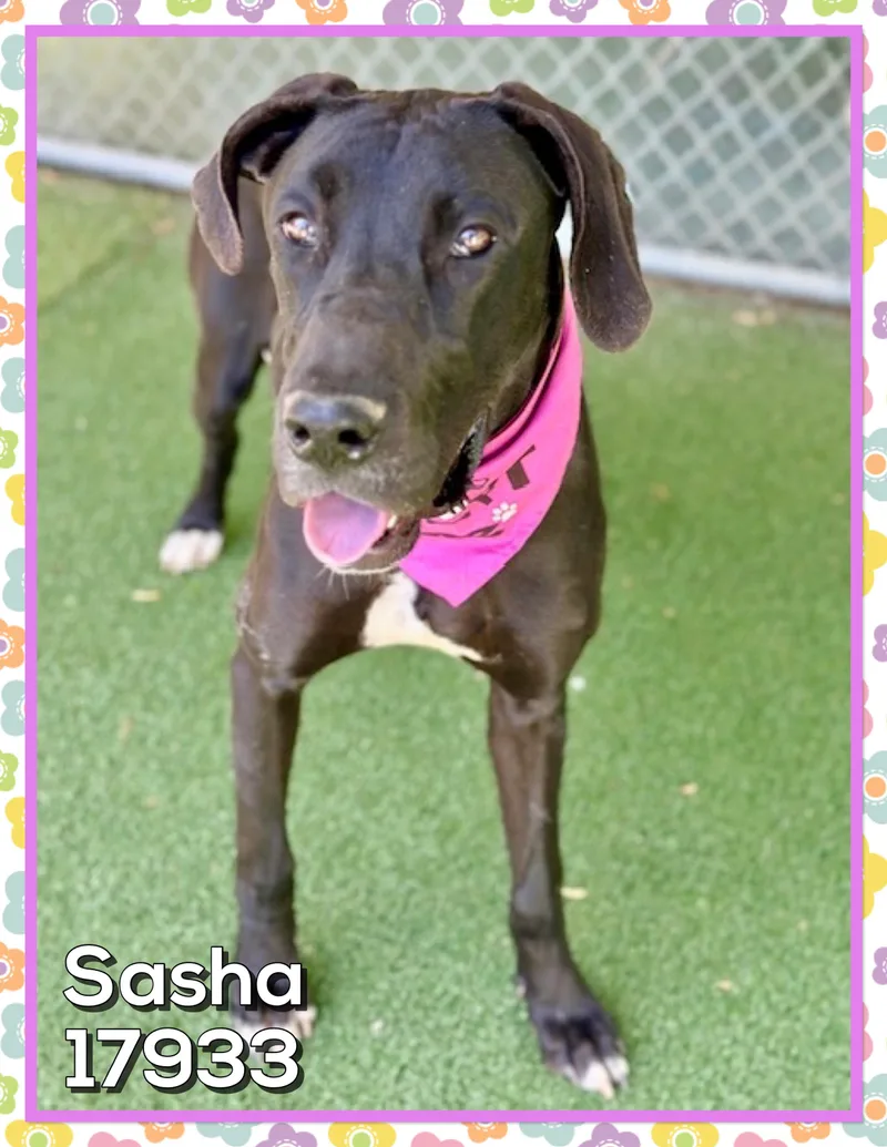 Sasha thumbnail 5