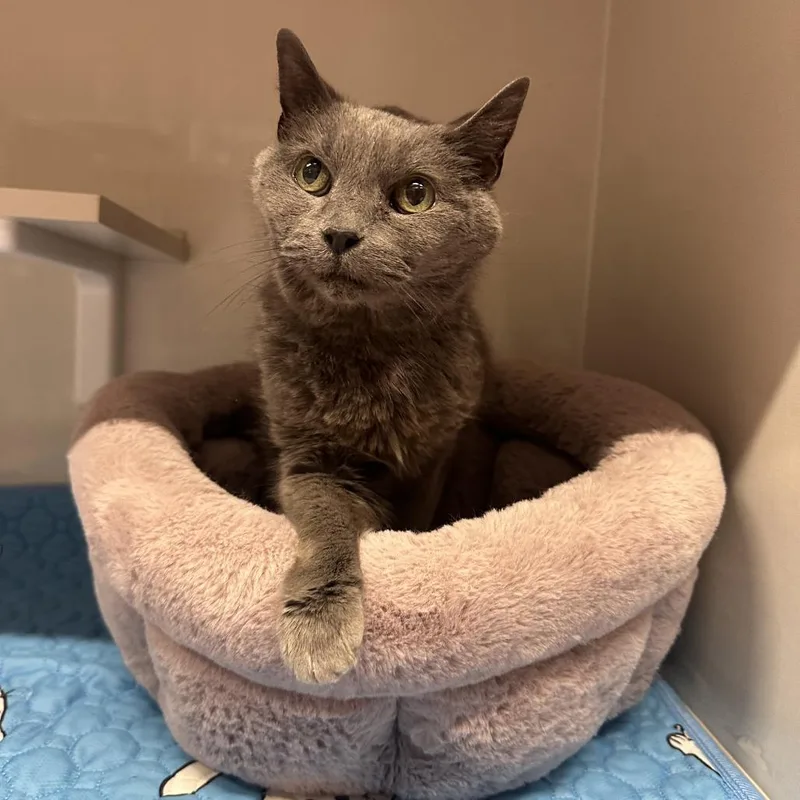 An adult medium-sized female Gray / Blue / Silver Domestic Short Hair cat named Banana for adoption in South Elgin, IL