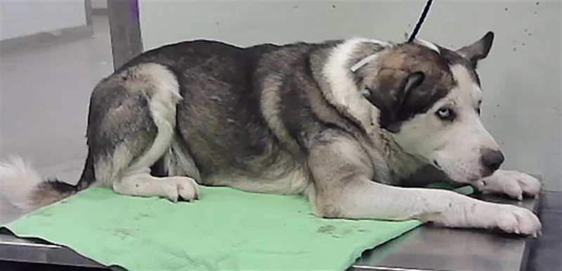 A young large-sized male Siberian Husky dog named Arctic for adoption in Houston, TX