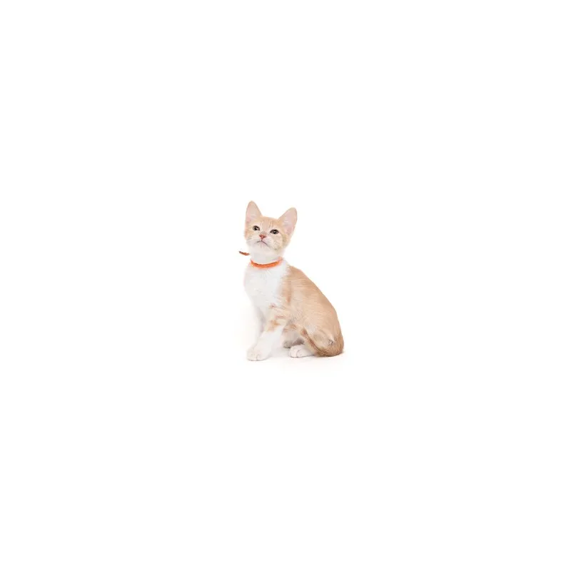 A baby small-sized male Orange / Red Domestic Short Hair cat named Reebok for adoption in Playa Vista, CA