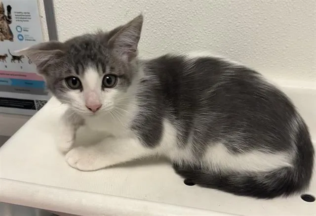 A baby small-sized male Domestic Short Hair cat named Otter for adoption in Palo Alto, CA
