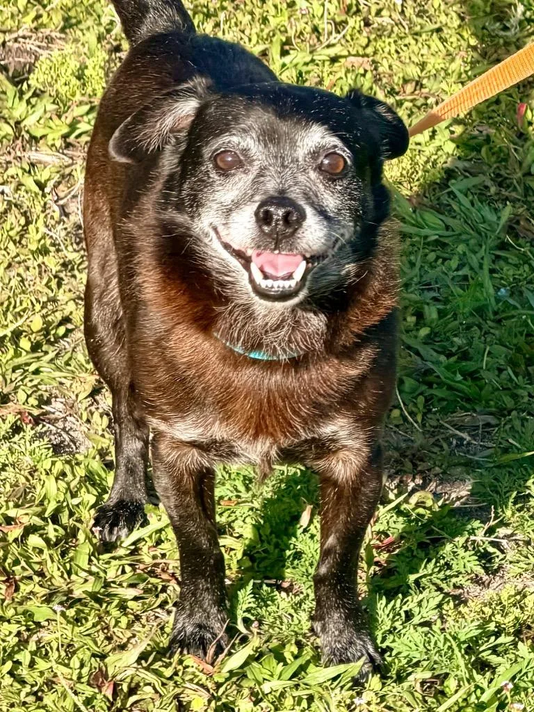 A senior medium-sized male Chihuahua dog named Sagan for adoption in Cape Coral, FL