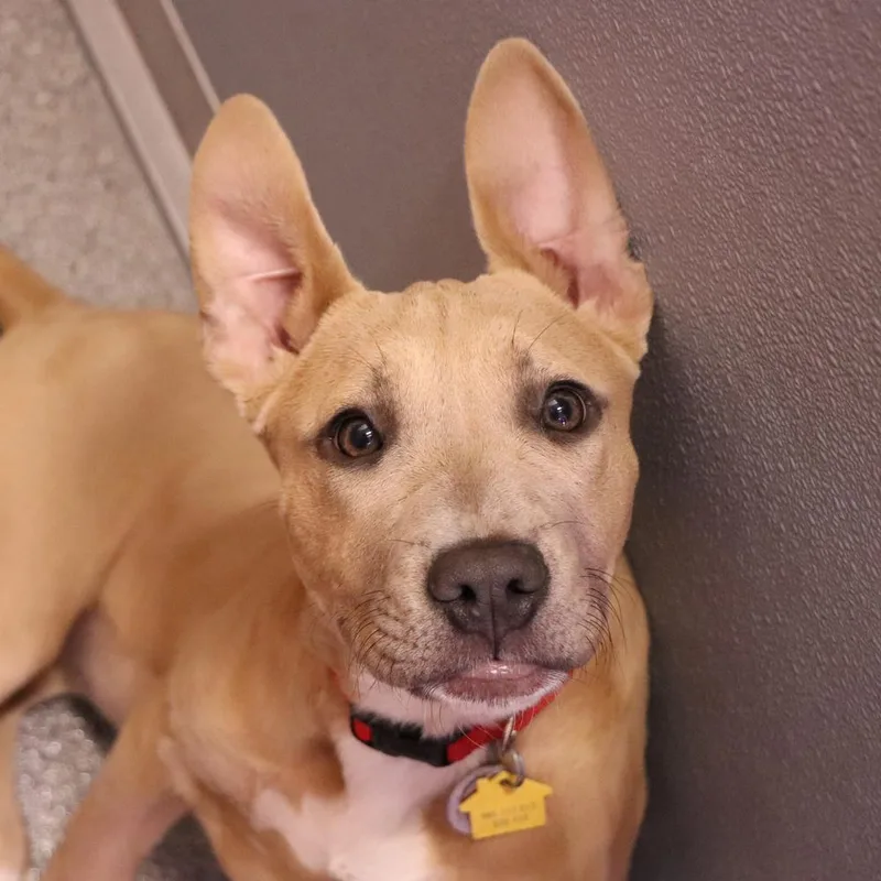 A baby medium-sized female Mixed Breed dog named Amber for adoption in Port Washington, NY