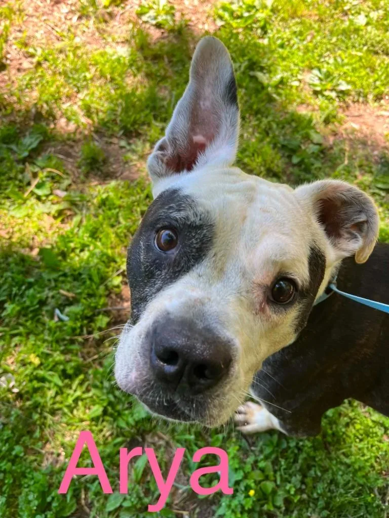 Arya