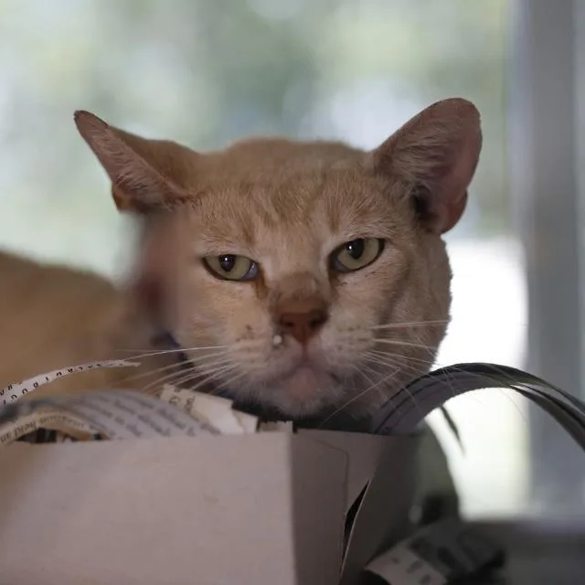 A young large-sized male Domestic Short Hair cat named Divo for adoption in San Antonio, TX