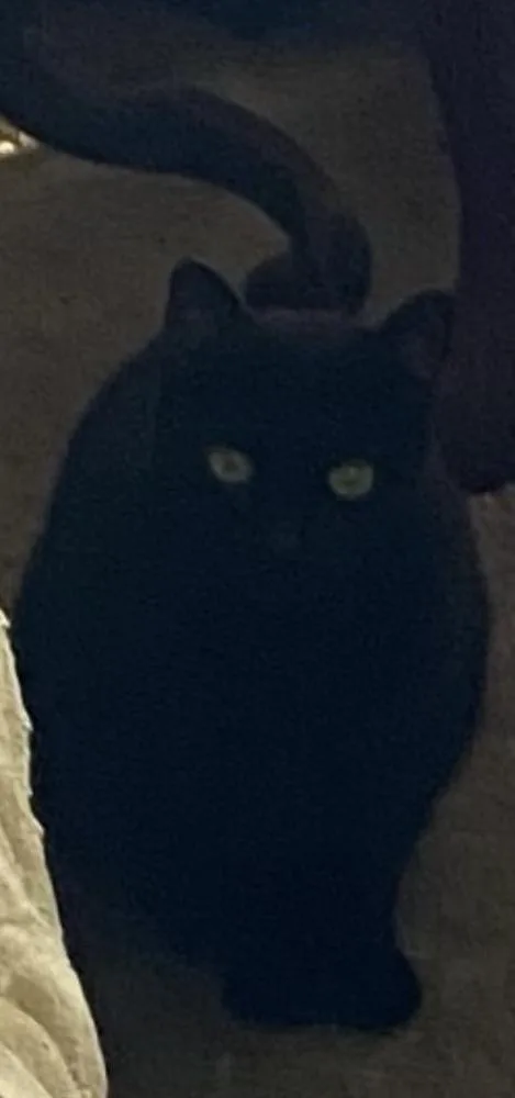 An adult medium-sized male Black Domestic Short Hair cat named Shadow for adoption in Lancaster, CA
