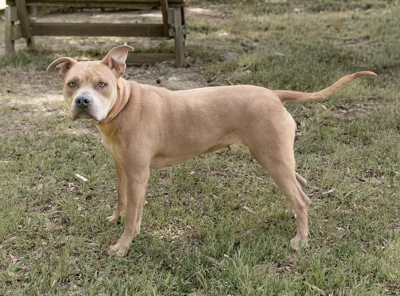 An adult large-sized female Mixed Breed dog named Rosie for adoption in Durham, NC