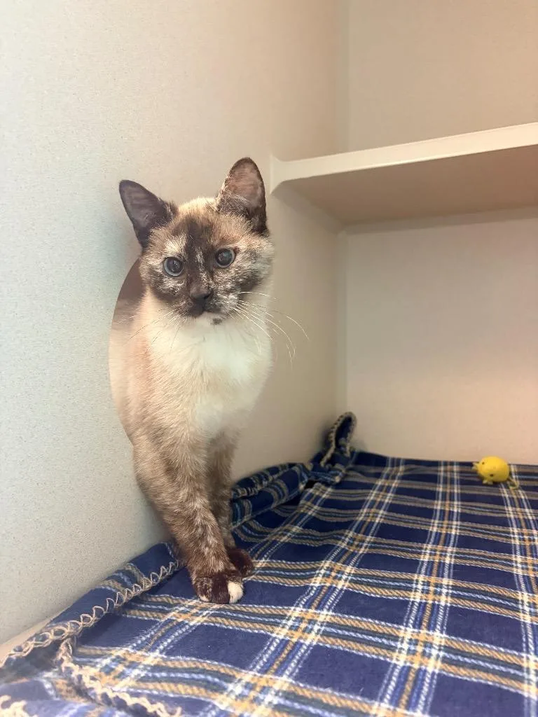 A baby medium-sized female Domestic Short Hair cat named Sj for adoption in Morgantown, KY