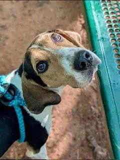 An adult medium-sized female Treeing Walker Coonhound dog named Carolina for adoption in Clyde, NC