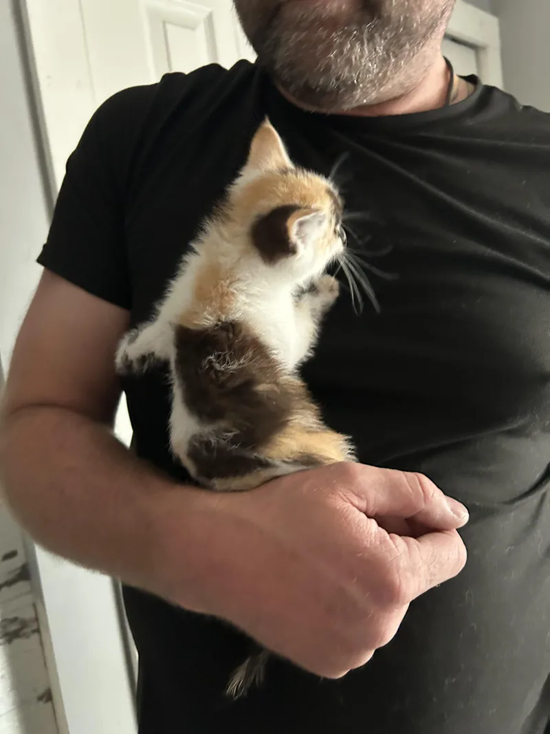 A baby small-sized female Domestic Short Hair cat named Jenna for adoption in Heyburn, ID