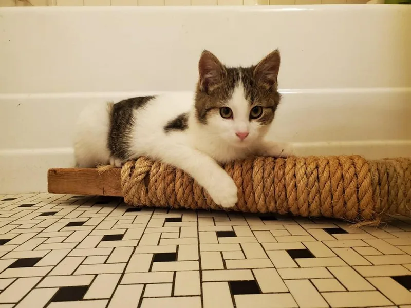 A young medium-sized male Domestic Short Hair cat named Rainbow for adoption in Ferndale, MI