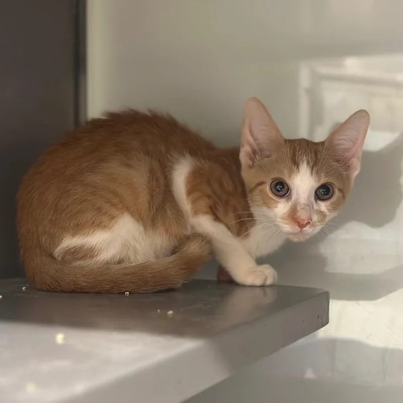 A baby small-sized male Orange / Red Domestic Short Hair cat named WV Jack B Quick for adoption in Port Washington, NY